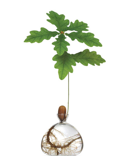 Acorn Vase