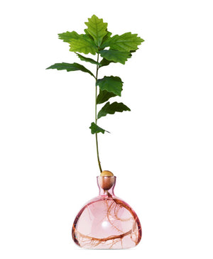 Acorn Vase