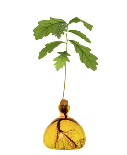 Acorn Vase