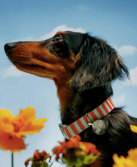 Dog Collar, Stripe