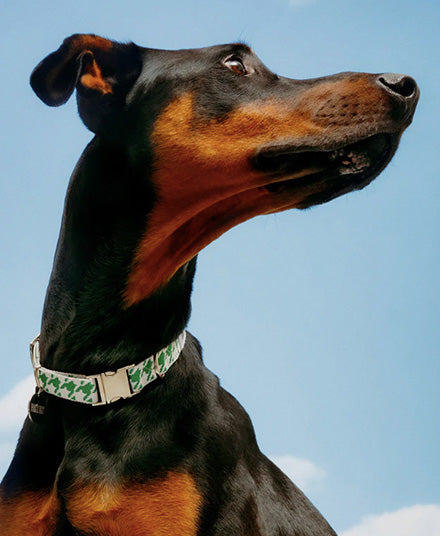 Dog Collar, Houndstooth