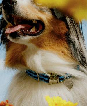 Dog Collar, Horizontal Stripes