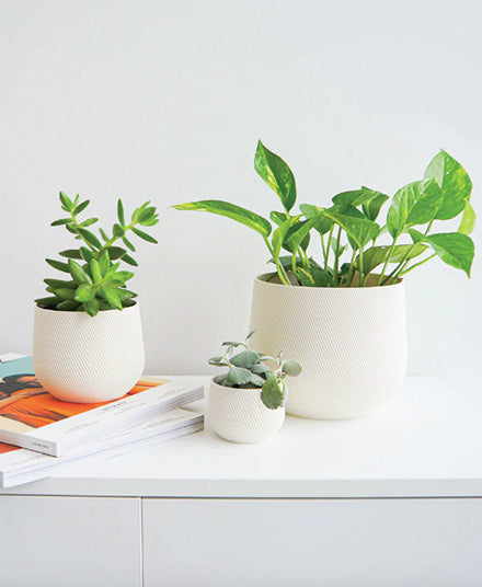 indoor plants vancouver Juniper Planter, White – WALRUS